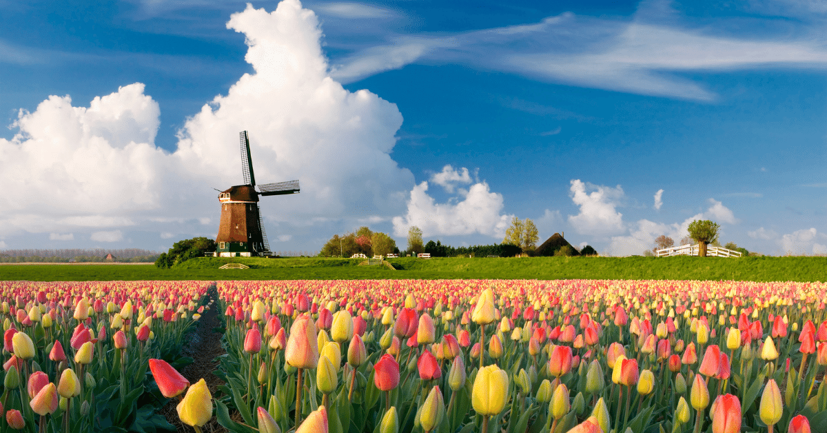 Tulip Season in the Netherlands