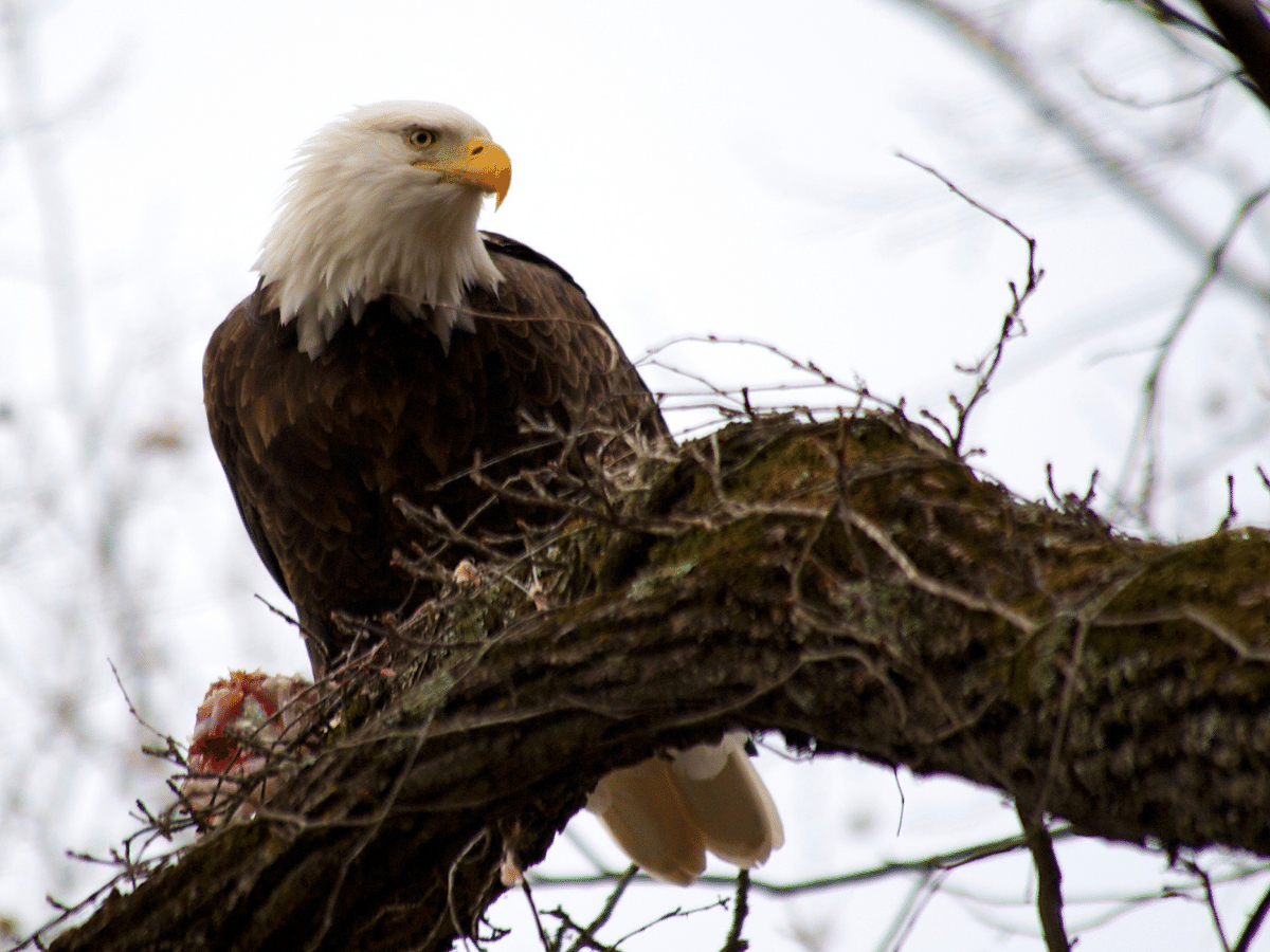 An eagle sits on a branch against an overcast sky