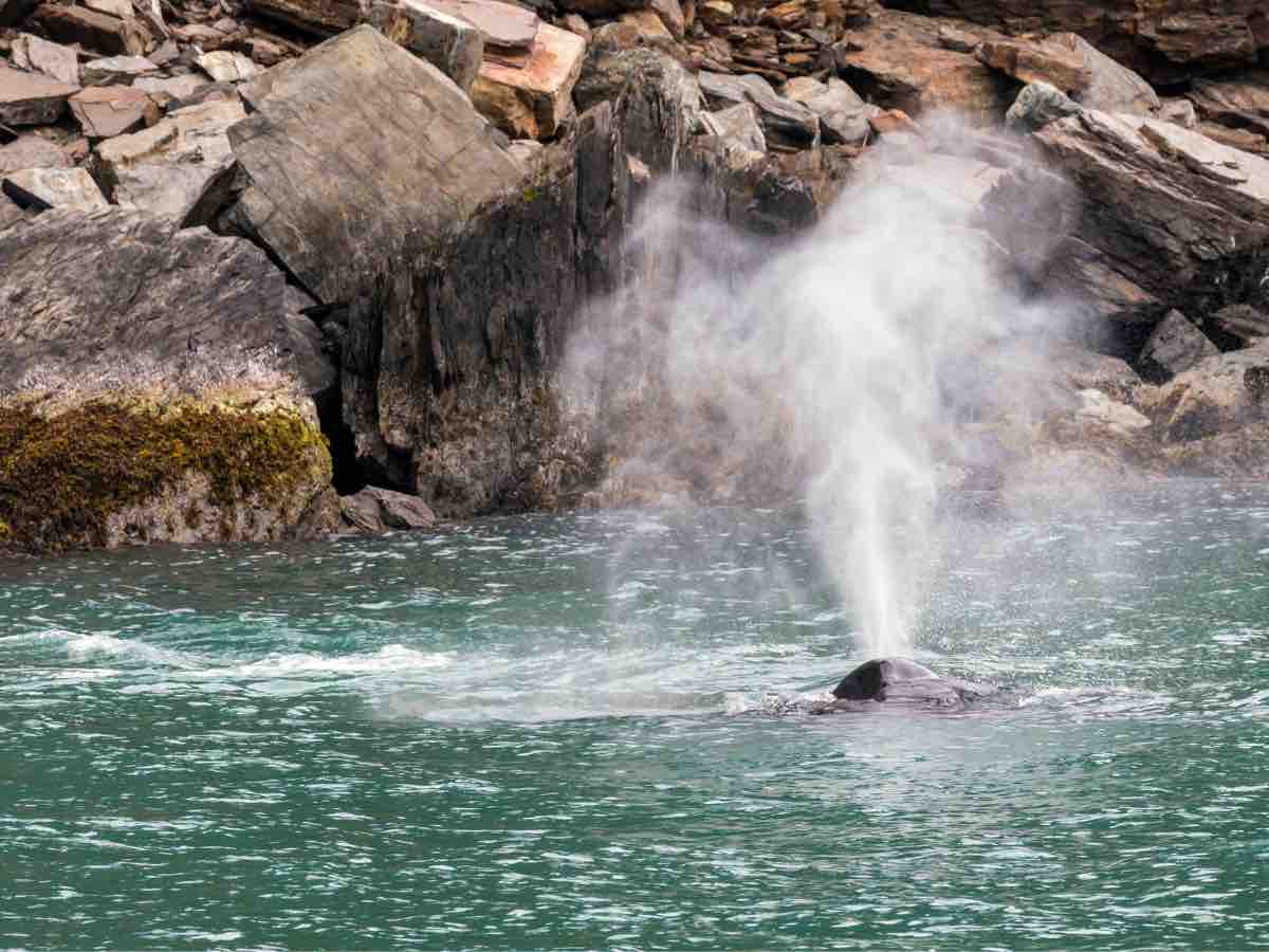 water spewing from whale in the water