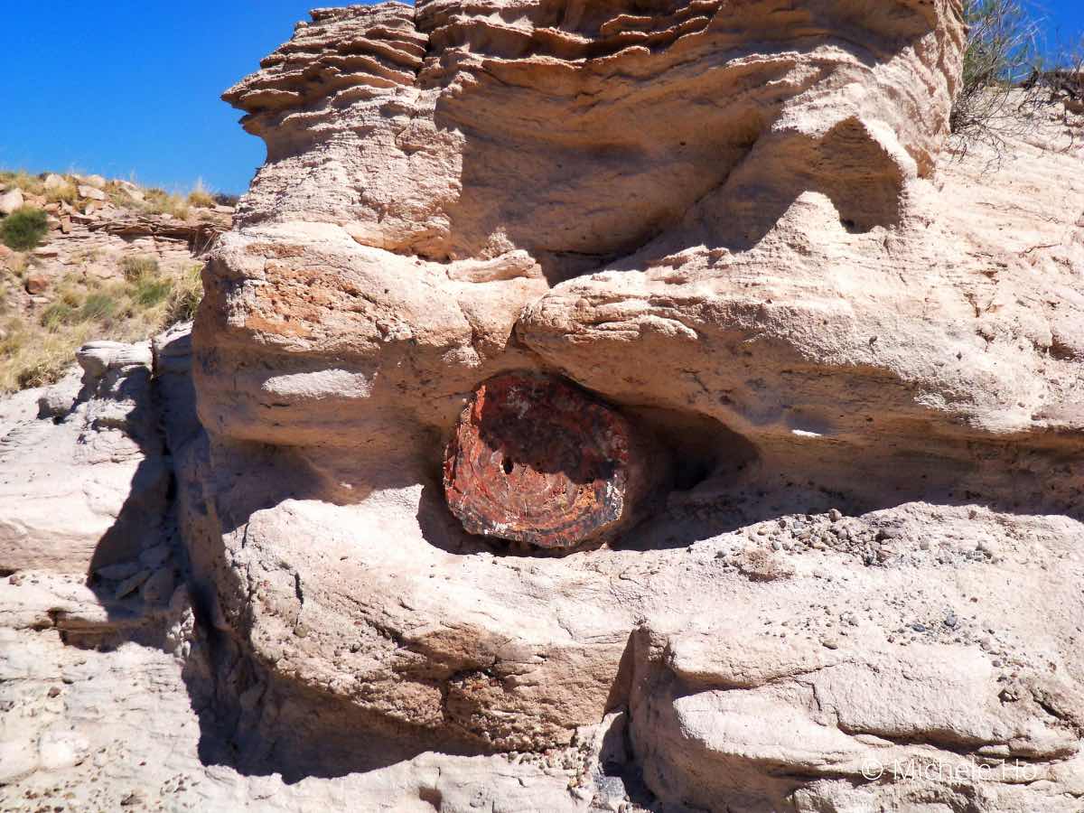 fossilized log jutting out from a piece of rock in the desert